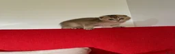 Scottish Fold cats for sale: SALE !!!! LOVELY SCOTTISH FOLD GOLDEN KITTENS  - Advert 1