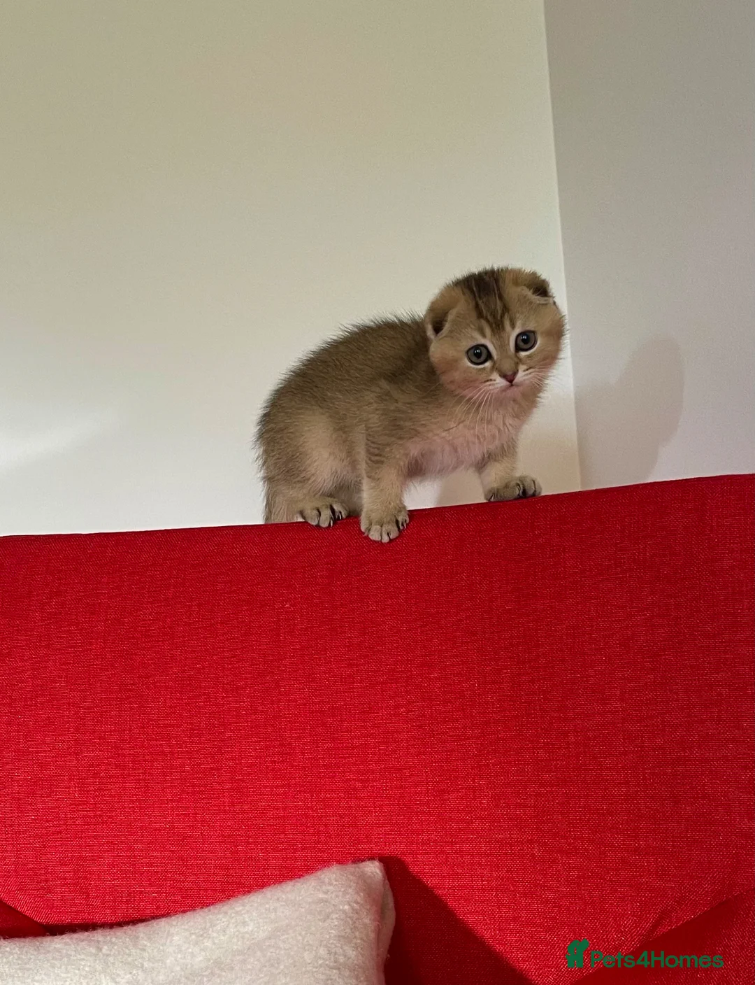 Scottish Fold cats for sale: SALE !!!! LOVELY SCOTTISH FOLD GOLDEN KITTENS  - Advert 1