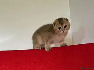 Scottish Fold cats for sale: SALE !!!! LOVELY SCOTTISH FOLD GOLDEN KITTENS - Advert 2