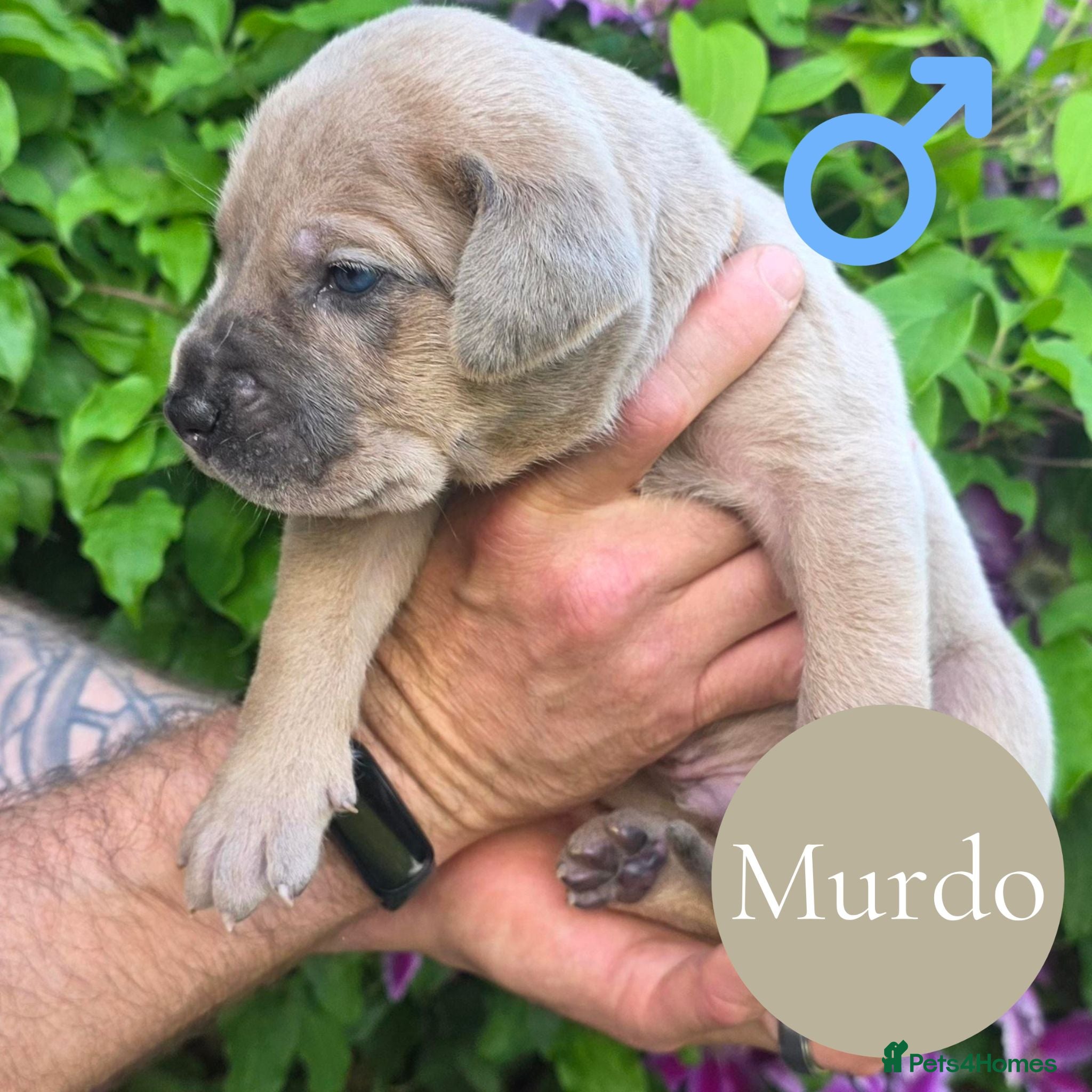 Mixed Breed dogs Chunky Silver Daniff Pups-Exceptional Temperament - Advert 2