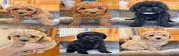 Toy Poodle dogs for sale: Stunning Toy Poodles  - Advert 1