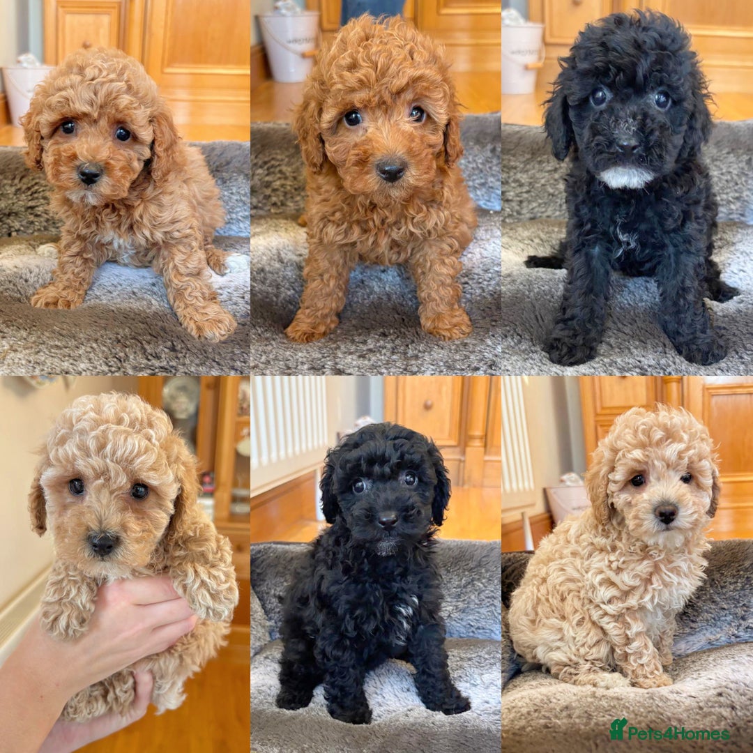 Toy Poodle dogs for sale: Stunning Toy Poodles  - Advert 1