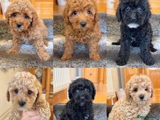 Toy Poodle dogs Stunning Toy Poodles - Advert 3