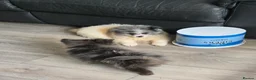 Pomeranian dogs for sale:  3 gorgeous pomeranian puppies available  - Advert 9