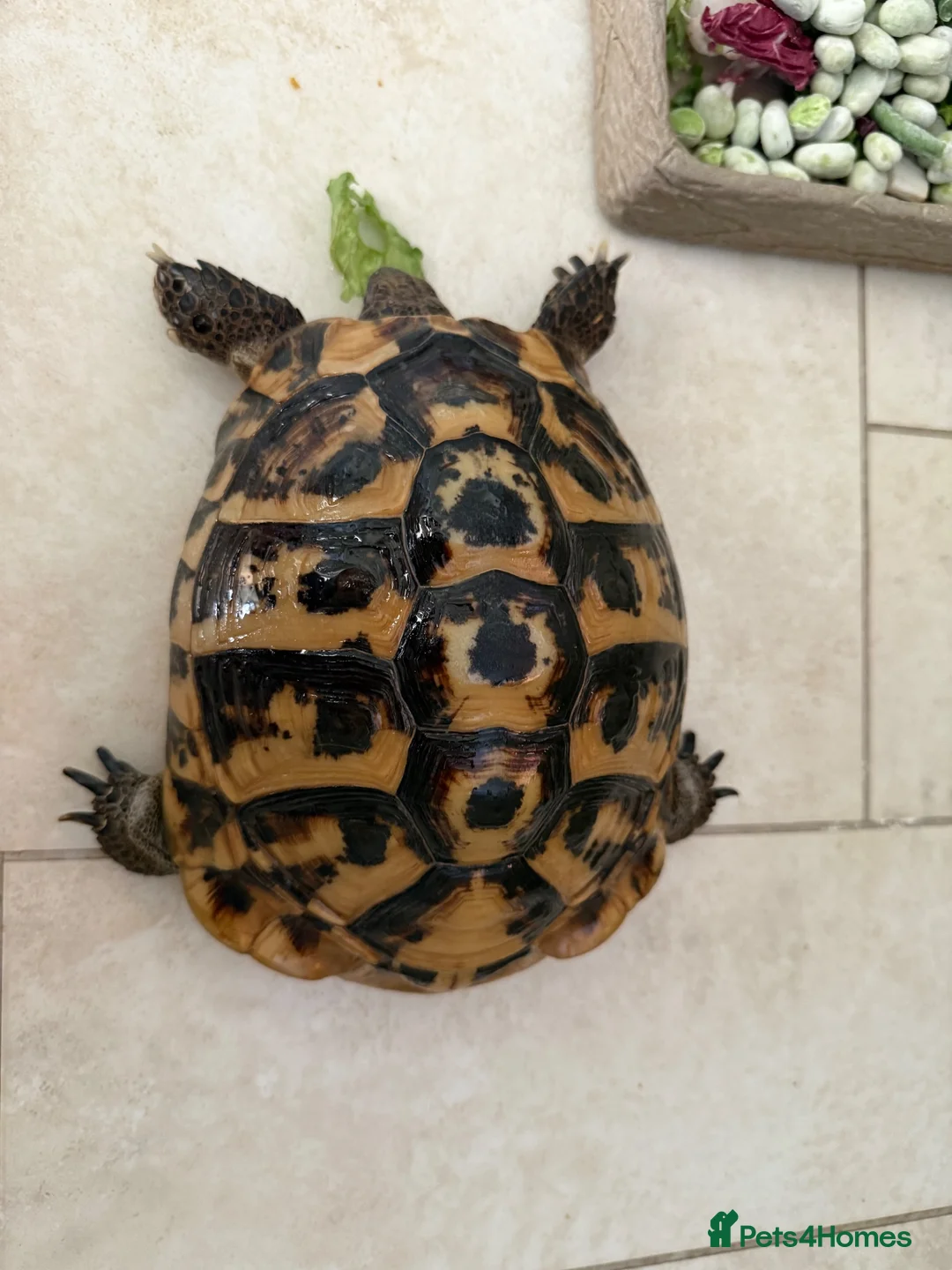 Tortoise reptiles for sale: For sale 10 year old female Hermann tortoise - Advert 1