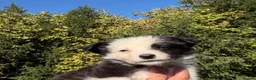 Border Collie dogs for sale: Freyasway Border Collie Puppies - Advert 6