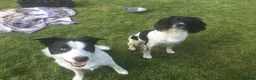 Mixed Breed dogs for sale: Sprollies - Advert 11