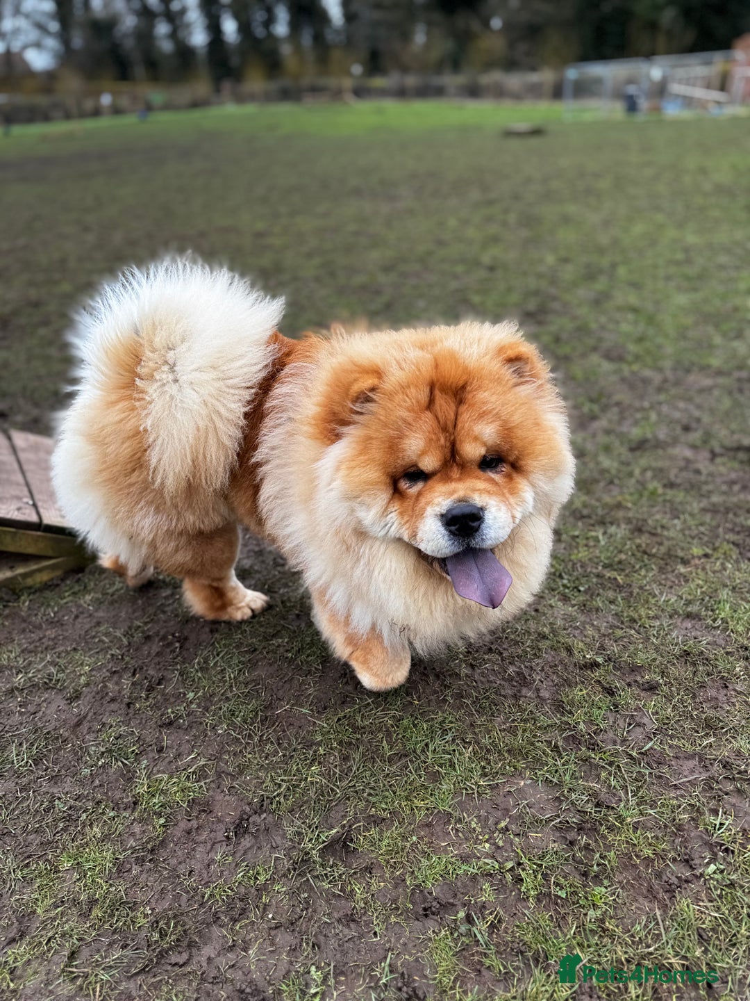 Chow Chow dogs for stud: 2 Gorgeous males for stud  - Advert 9