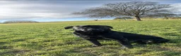 Labrador Retriever dogs for sale: Black KC working Labrador puppies in Shrewsbury - Advert 2