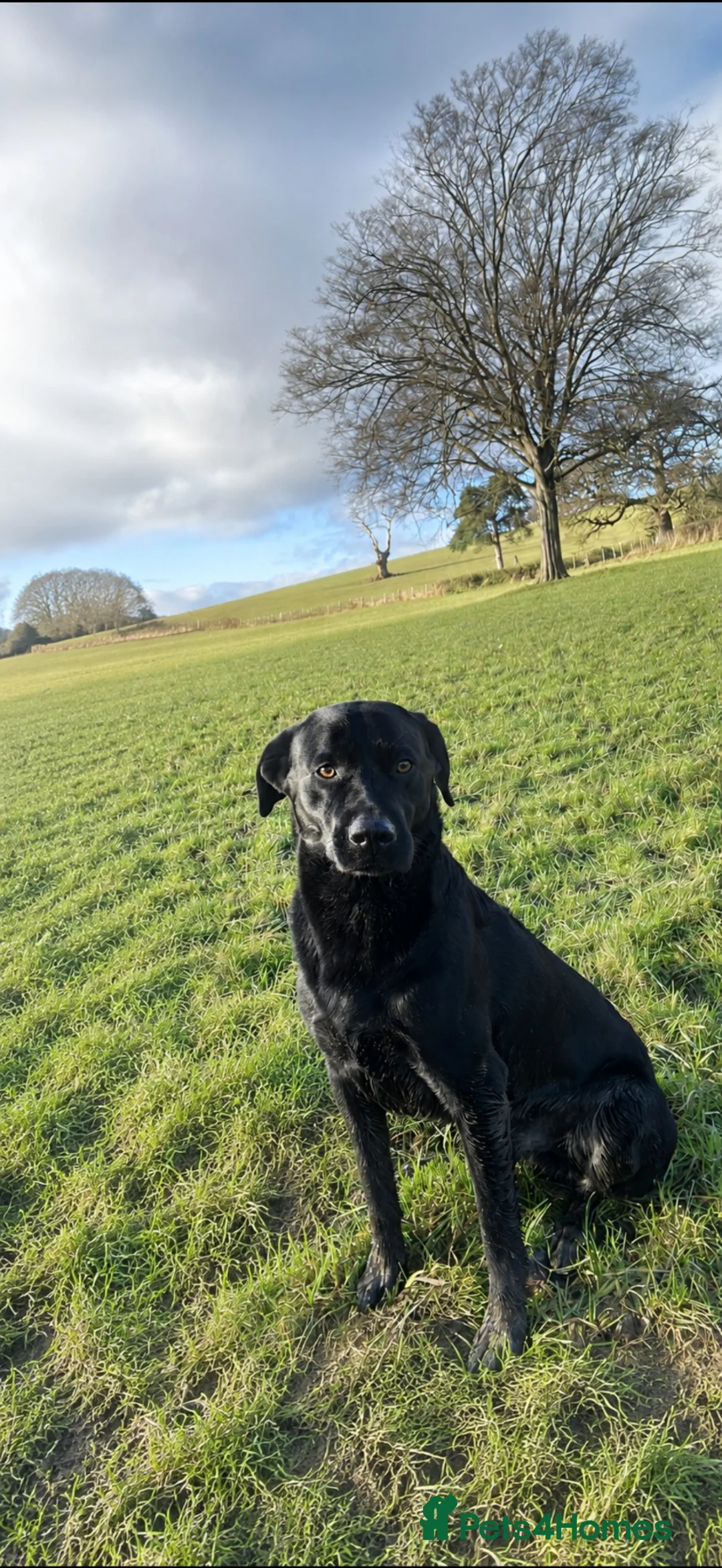 Labrador Retriever dogs for sale: Black KC working Labrador puppies in Shrewsbury - Advert 2