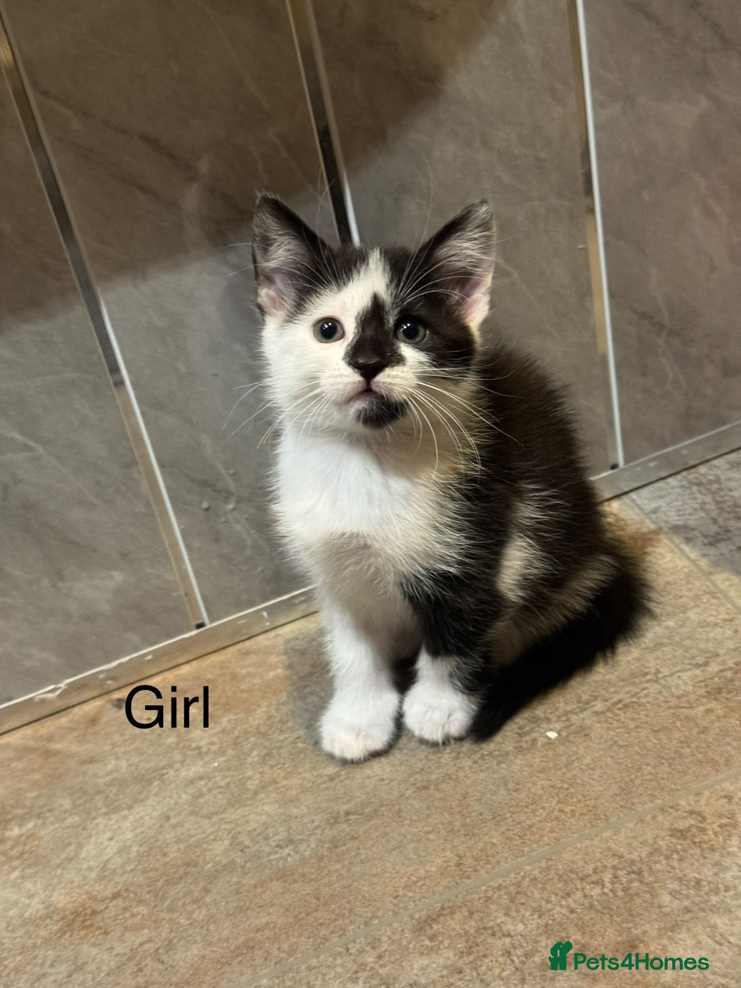 Mixed Breed cats Beautiful kittens looking for home ❤️ - Advert 2