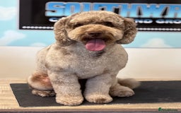 Cockapoo dogs for stud: Wreck it Ralph🍫 F1B - Image 1