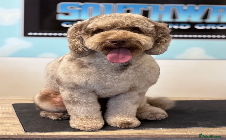 Cockapoo dogs - Advert 1