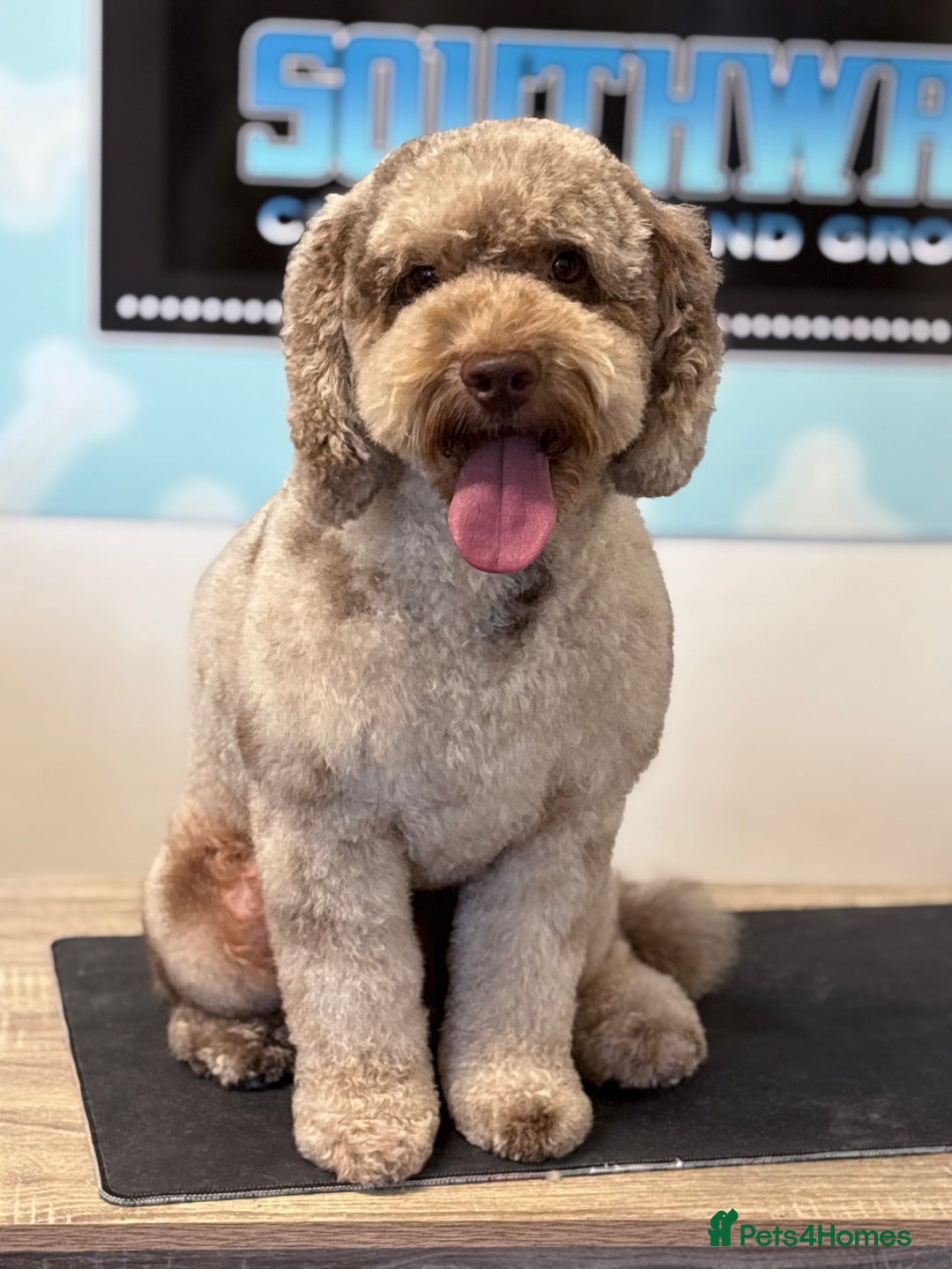 Cockapoo dogs for stud: Wreck it Ralph🍫 F1B - Image 1