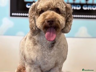 Cockapoo dogs - Advert 3