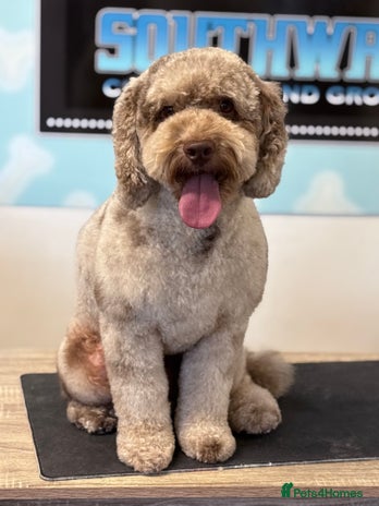 Cockapoo dogs - Advert 1