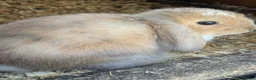 Mini Lop rabbits for sale: Pure Mini lops 6 weeks old - Advert 7