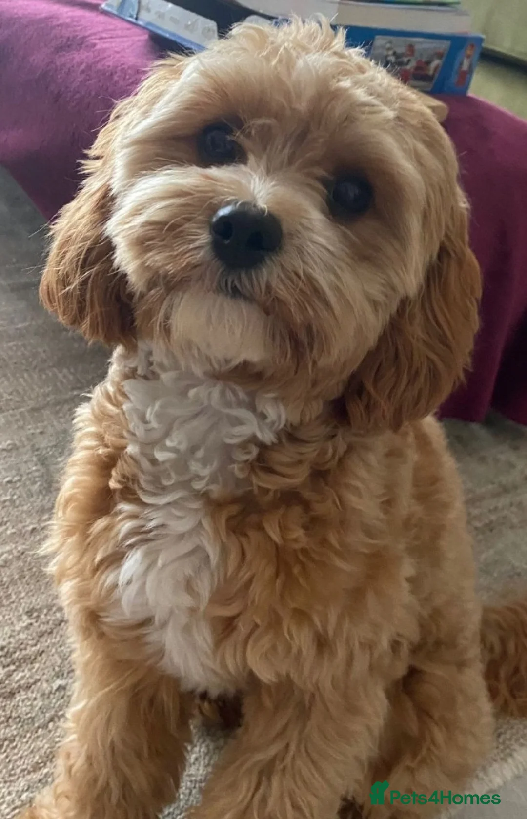 Gallery Image {{count}}