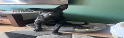 Mixed Breed dogs for sale: Bolt  - Advert 1