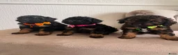 Cavapoo dogs for sale: F1 Cavapoo Puppies  - Advert 1