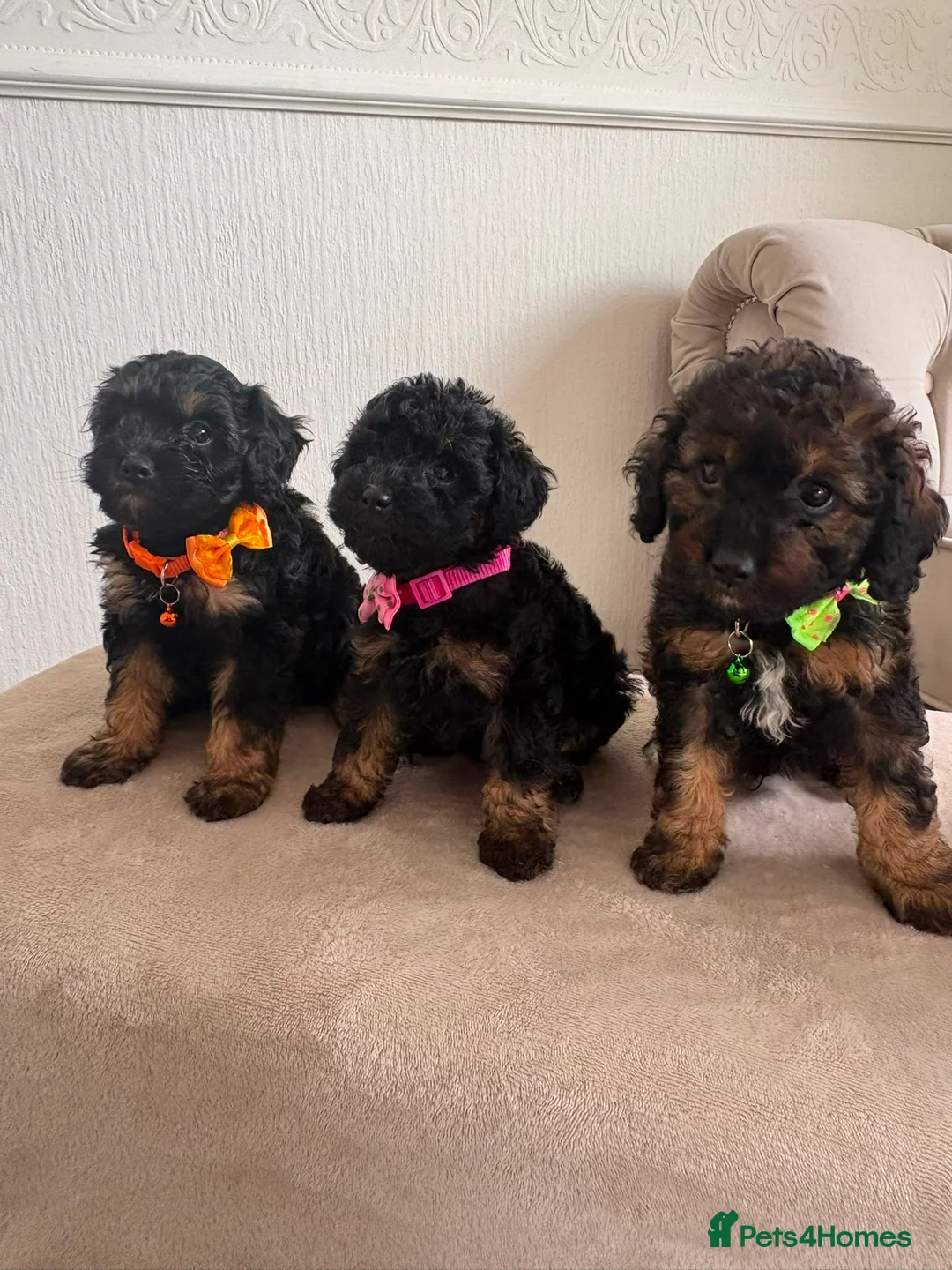 Cavapoo dogs for sale: F1 Cavapoo Puppies  - Advert 1