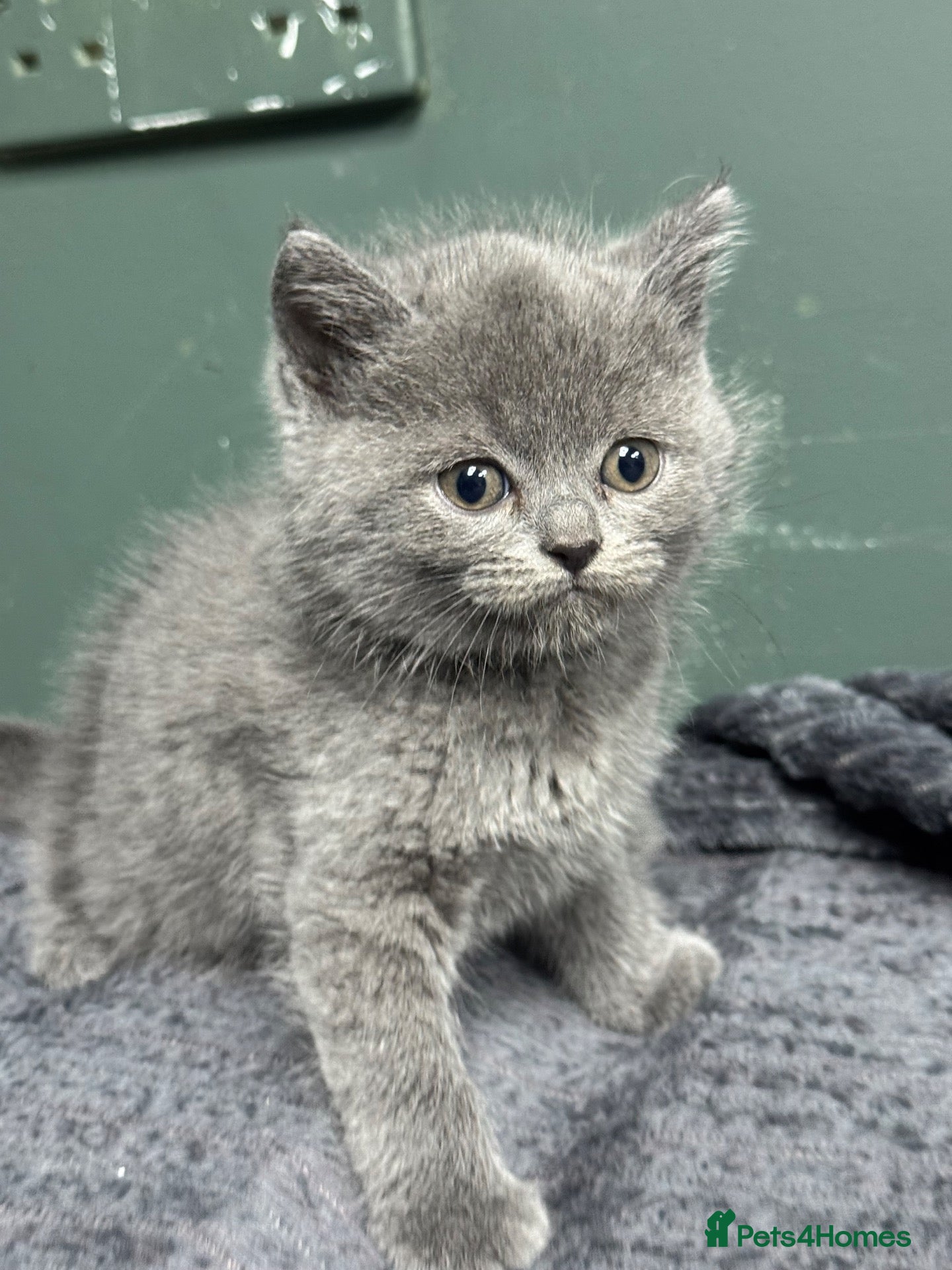British Shorthair cats Kittens for Sale 🐱  - Advert 1