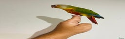 Conures birds for sale: Hand reared conures for sale  - Advert 3