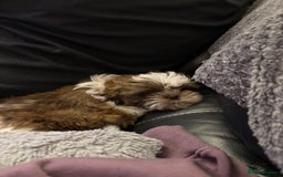Shih Tzu dogs for sale: Shih tzu puppy boy  - Image 2