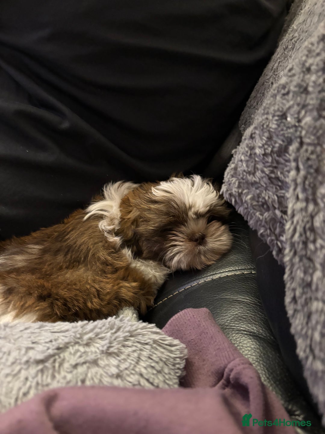 Shih Tzu dogs for sale: Shih tzu puppy boy  - Image 2