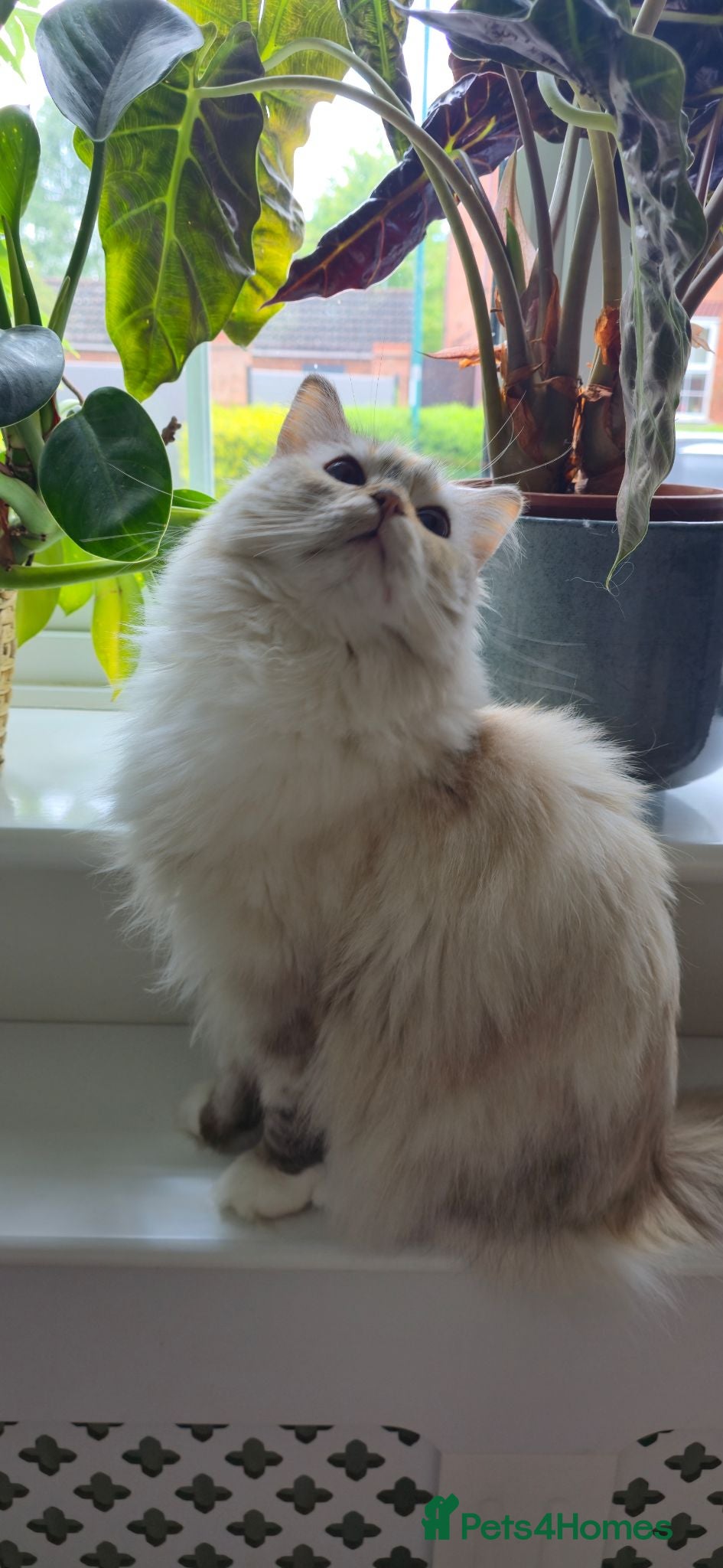 Ragdoll cats GCCF registered retired female Ragdoll Queen - Advert 2