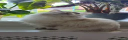 Ragdoll cats for sale: GCCF registered retired female Ragdoll Queen - Advert 2