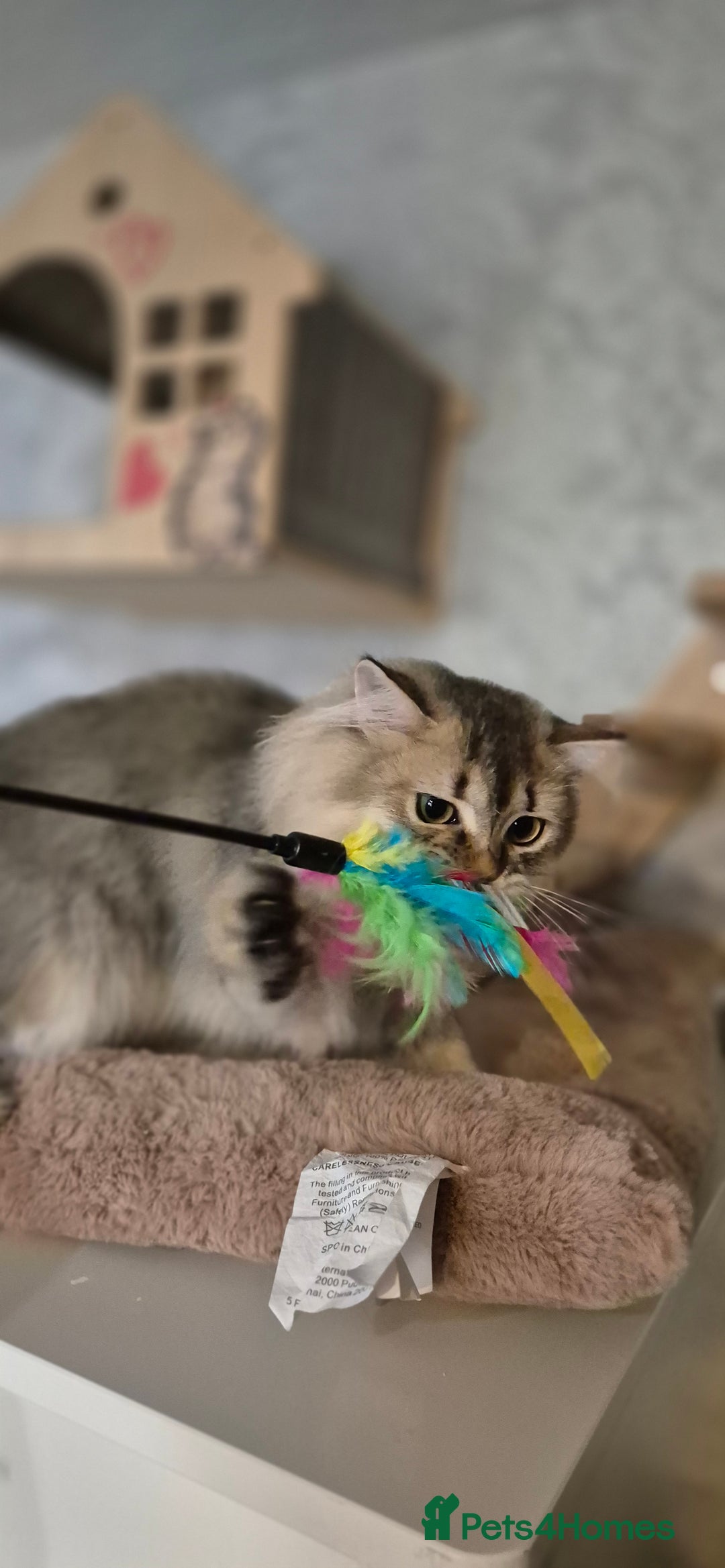 Scottish Fold cats for sale: 1 boy and 1 girl left Amazing Scottish Straights  in Ивсхам - Image 15