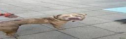 Mixed Breed dogs for sale: Mastiff x  - Advert 2
