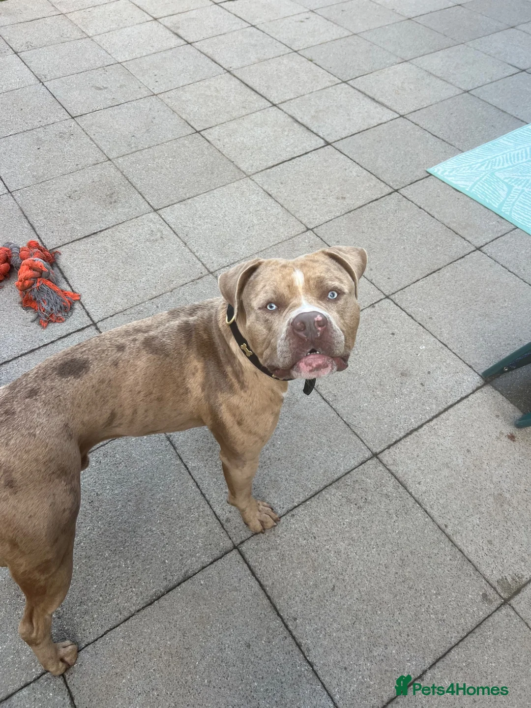 Mixed Breed dogs for sale: Mastiff x  - Advert 2