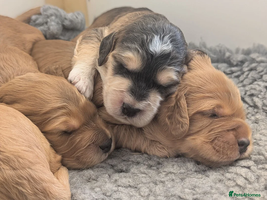 Cockapoo dogs for sale: Champion Line, Show Type F1 Cockapoo Puppies - Advert 10