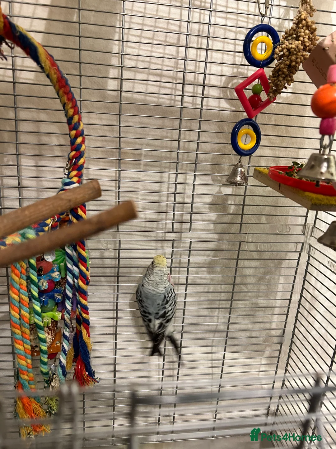 Budgerigars birds for sale: Make and female bonded pair  in Runcorn - Advert 6