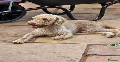 Bedlington Terrier dogs in Hertford - Advert 13