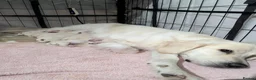 Golden Retriever dogs for sale: Beautiful Golden Retriever Puppies. in Congleton - Advert 2