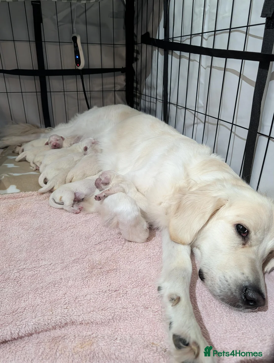 Golden Retriever dogs for sale: Beautiful Golden Retriever Puppies. in Congleton - Advert 2