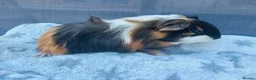 Guinea Pig rodents for sale: One Male Guinea pig 💙 - Advert 1