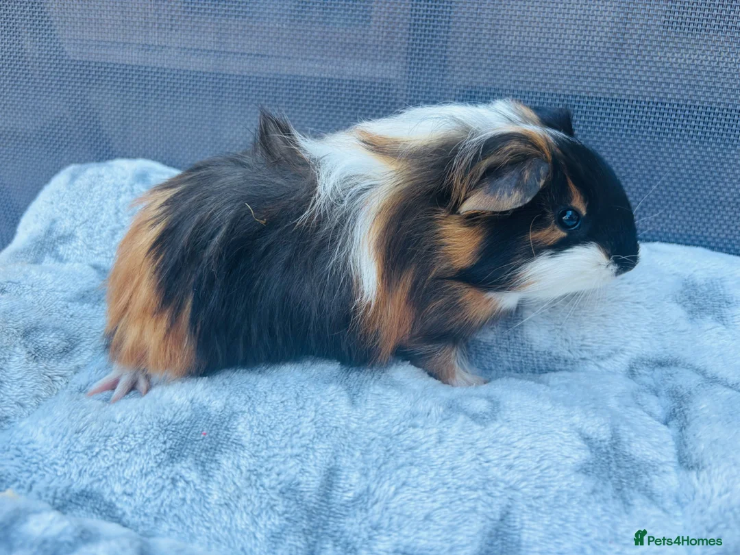 Guinea Pig rodents for sale: One Male Guinea pig 💙 - Advert 1