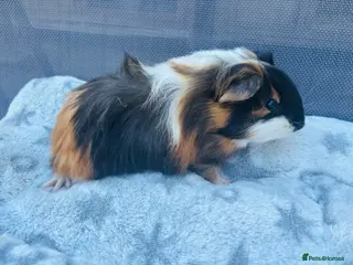 Guinea Pig rodents One Male Guinea pig 💙 - Advert 11