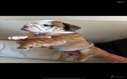 English Bulldog dogs for sale: English Bulldog  - Image 12