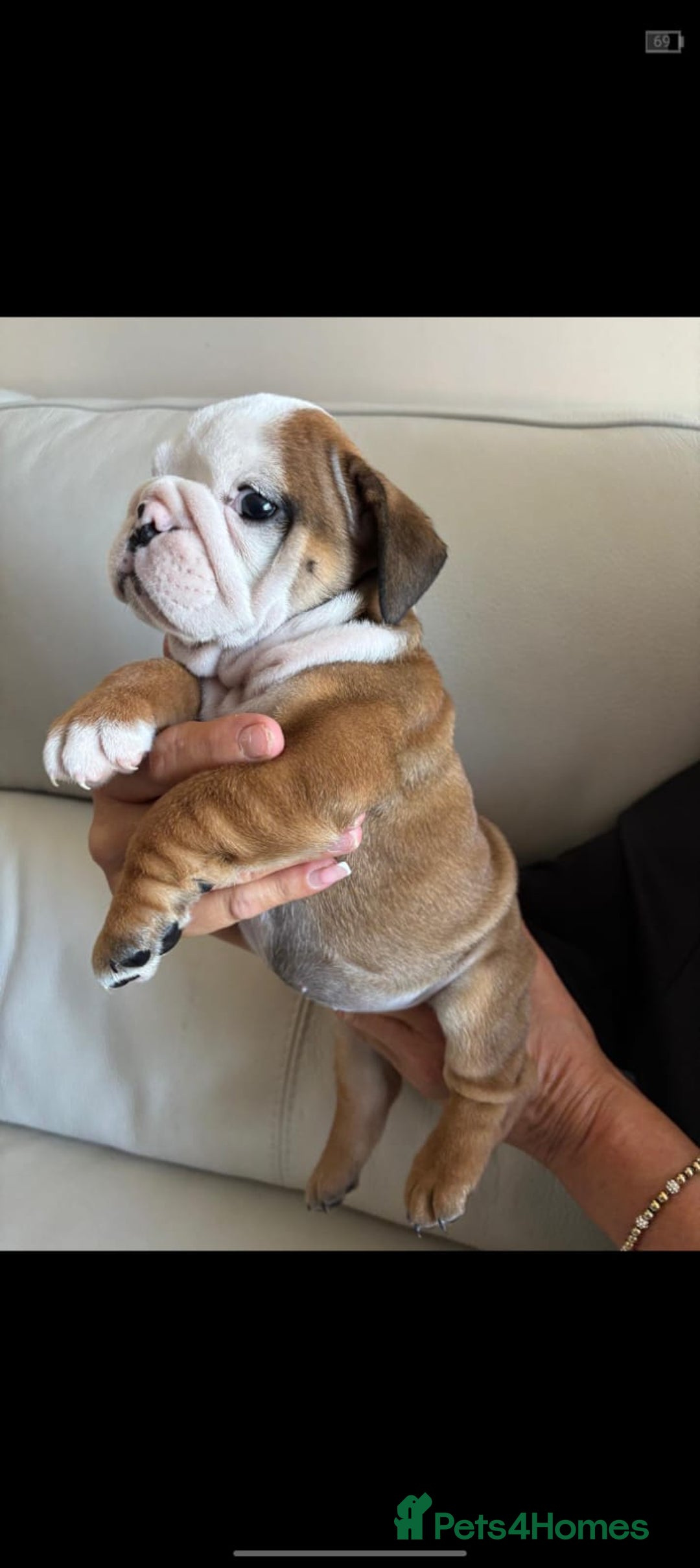 English Bulldog dogs for sale: English Bulldog  - Image 12