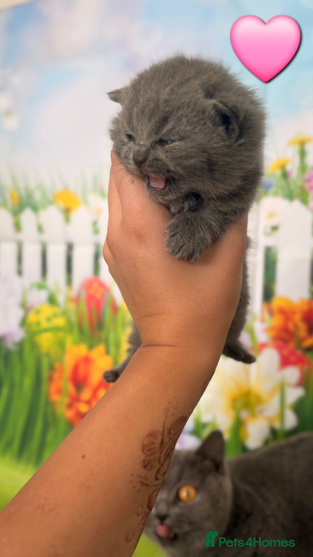 British Shorthair cats for sale: British Shorthair Kittens  - Image 14