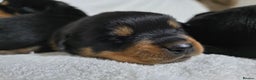 Rottweiler dogs for sale: Chunky, Strong, Loyal & Pure Rottweiler Puppies - Advert 3