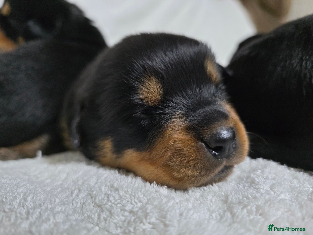Rottweiler dogs for sale: Chunky, Strong, Loyal & Pure Rottweiler Puppies - Advert 3