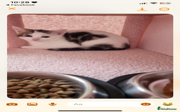 Mixed Breed cats for sale: Beautiful little girl - Image 4
