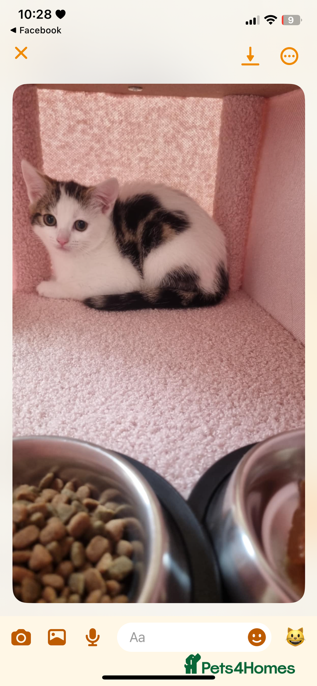 Mixed Breed cats for sale: Beautiful little girl - Image 4