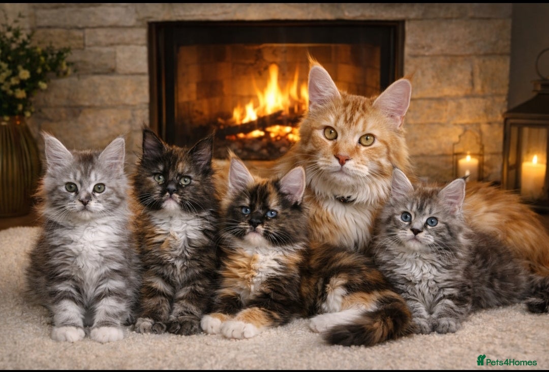 Maine Coon cats 😻😻😻 2 fluffy Maine Coon kittens left 😻😻😻 - Advert 5